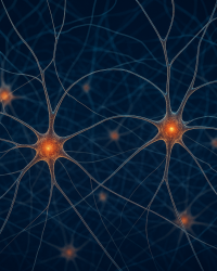 web of connecting neurons